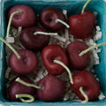 Cherry Basket